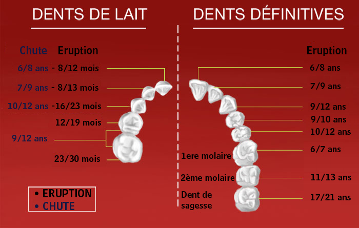 L'éruption des dents