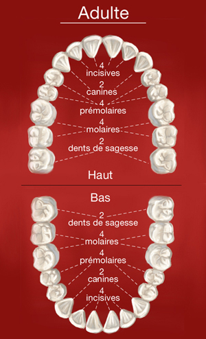 Dents de l'adulte
