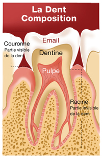  Composition de la dent 