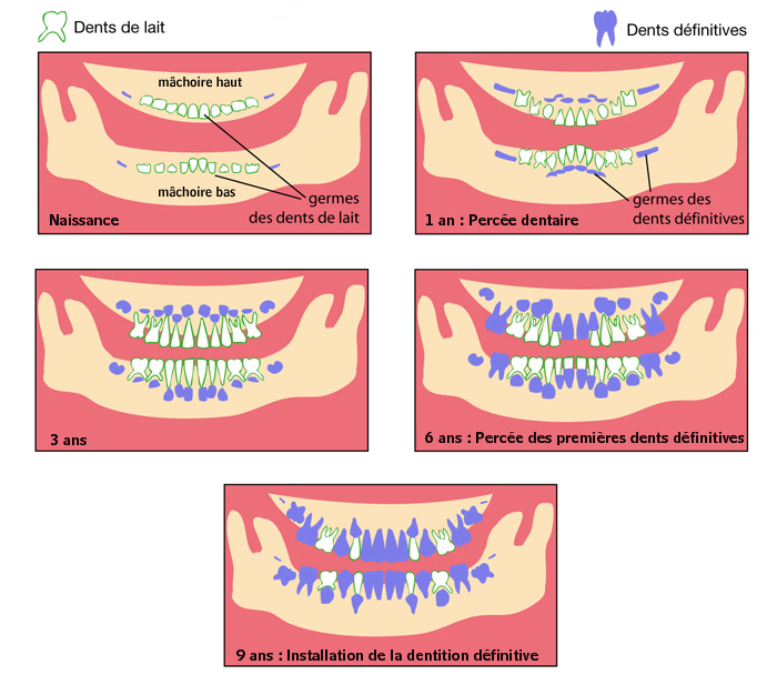 L'Eruption des dents